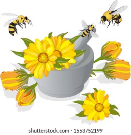 Beautiful blossoming yellow marigold with honey bee on white background. Calendula officinalis. Vector illustration.