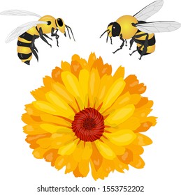 Beautiful blossoming yellow marigold with honey bee on white background. Calendula officinalis. Vector illustration.