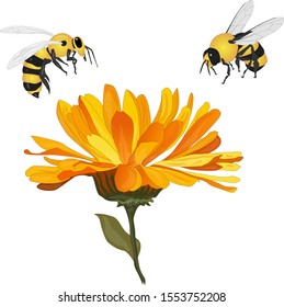 Beautiful blossoming yellow marigold with honey bee on white background. Calendula officinalis. Vector illustration.