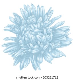 Beautiful blue aster isolated white background   Hand  drawn and effect drawing in watercolor