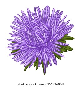 Beautiful blue aster isolated on white background. for greeting cards and invitations of the wedding, birthday, Valentine's Day, mother's day and other seasonal holidays