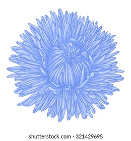 Beautiful blue aster isolated on white background. for greeting cards and invitations of the wedding, birthday, Valentine's Day, mother's day and other seasonal holidays