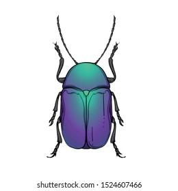Beautiful blue beetle on a white background in linear style. Hand-drawn.