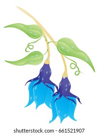Beautiful Blue Bell flower,Vector illustration for cute design,Stylish decorative label .