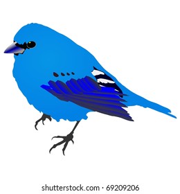 beautiful blue bird. Vector
