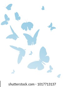 beautiful blue butterflies, isolated  on a white