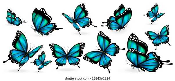 beautiful blue butterflies, isolated  on a white