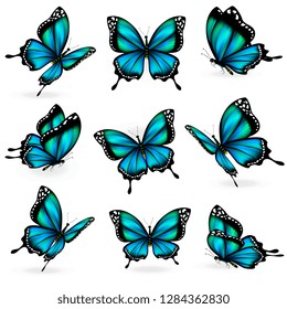 beautiful blue butterflies, isolated  on a white