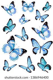 beautiful blue butterflies, isolated  on a white