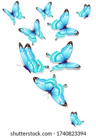 beautiful blue butterflies, isolated  on a white