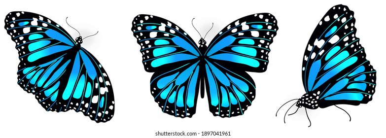 bellas mariposas azules, aisladas en un blanco