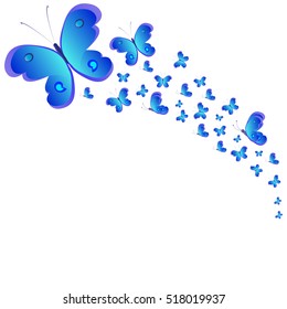 beautiful blue butterflies, isolated on a white