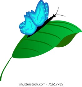 The beautiful blue butterfly on a green leaflet