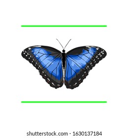 beautiful blue butterfly vector image