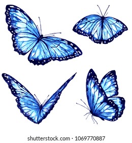 beautiful blue butterfly,watercolor,isolated on a white