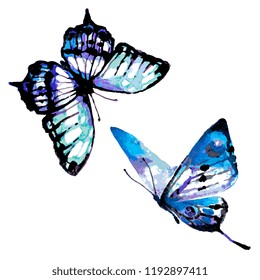 beautiful blue butterfly,watercolor,isolated on a white