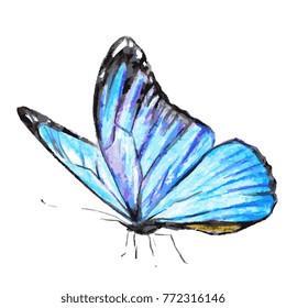 beautiful blue butterfly,watercolor,isolated on a white