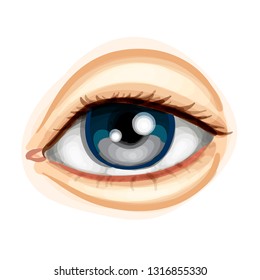 Beautiful Blue Eye Vector Illustration Stock Vector (Royalty Free ...