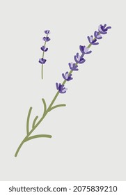 Hermosas flores azules. Elementos gráficos para el sitio, imágenes minimalistas. Imágenes prediseñadas para imprimir en tela, elemento de patrón, naturaleza, vegetación, follaje, plantas, exterior. Dibujo vectorial plano de dibujos animados