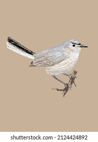 Beautiful blue gray gnatcatcher bird drawn by hand in vector and isolated on craft background. Authentic imitation of a color pencil sketch in a realistic style, a page from a bird-watching sketchbook