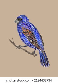 Beautiful blue grosbeak drawn by hand in vector and isolated on a vintage craft background. Authentic imitation of a color pencil sketch in a realistic style, a page from a bird-watching sketchbook