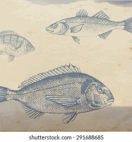 beautiful blue hand drawn illustration with different fishes, gilt head and sea bass.