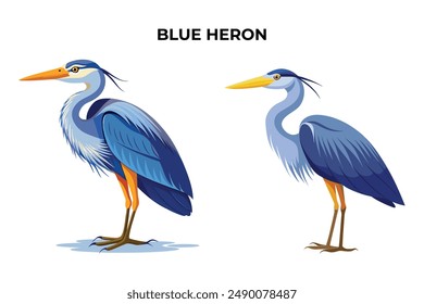 Beautiful Blue Heron on white background vector illustration