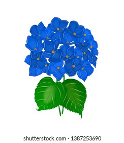 beautiful blue hydrangea flower summer