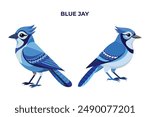 Beautiful Blue Jay on white background vector illustration