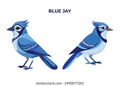 Hermoso azul Jay sobre fondo blanco Ilustración vectorial