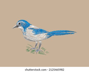 Beautiful blue jay, scrub jay drawn by hand in vector and isolated on a vintage craft background. Trendy imitation of a color pencil sketch in a realistic style, a page from a bird-watching sketchbook