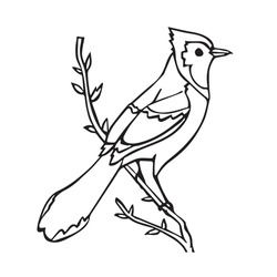 Beautiful Blue Jays Line Art Images,outline Drawing,vector Art And Illustrations Art 