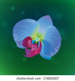 Beautiful Blue Orchid. Vector Flower
