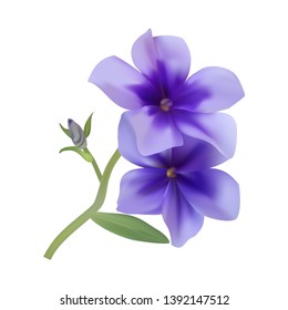 Beautiful blue periwinkle flower isolated on white background. Photo-realistic gradient mesh vector illustration.