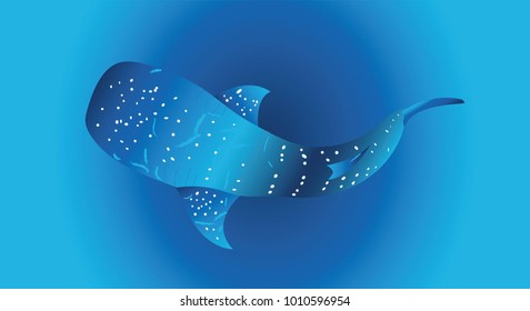 Beautiful Blue Whale Shark