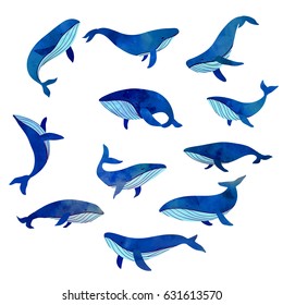 Beautiful blue whales set