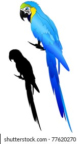 beautiful Blue-and-yellow Macaw parrot vector