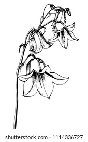 Bluebell Drawing Images Stock Photos Vectors Shutterstock