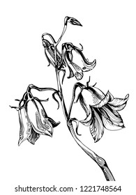 Beautiful Bluebell Flowers On White Background. Campanula .Botanical Illustration Free Hand Drawing.Vector Bellflower Blossoms .
