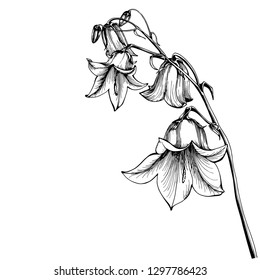 Beautiful bluebell flowers white background  Campanula  Botanical illustration free hand drawing  vector illustration