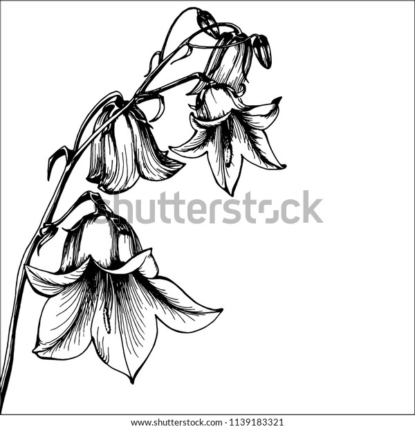 Beautiful Bluebell Flowers On White Background Stock Vector (Royalty ...