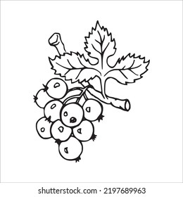 Beautiful Blueberry Line Art Images,outline Drawing,vector Art And Blueberry Illustrations Art