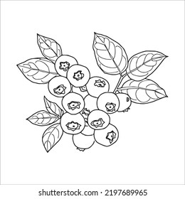 Beautiful Blueberry Line Art Images,outline Drawing,vector Art And Blueberry Illustrations Art