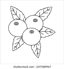 Beautiful Blueberry Line Art Images,outline Drawing,vector Art And Blueberry Illustrations Art