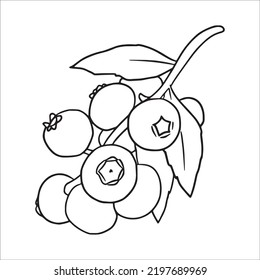 Beautiful Blueberry Line Art Images,outline Drawing,vector Art And Blueberry Illustrations Art