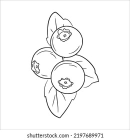 Beautiful Blueberry Line Art Images,outline Drawing,vector Art And Blueberry Illustrations Art