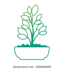 beautiful bonsai houseplant in pot