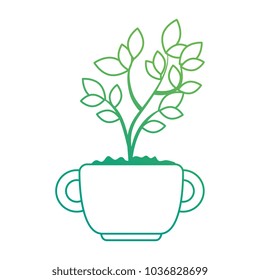 beautiful bonsai houseplant in pot