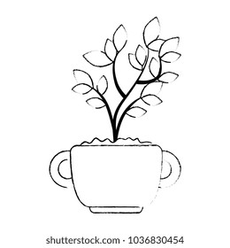 beautiful bonsai houseplant in pot