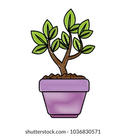 beautiful bonsai houseplant in pot
